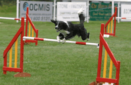 agility dog